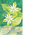 Soulflower Plant Spirit Oracle: 44-Card Deck and Guidebook