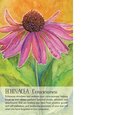 Soulflower Plant Spirit Oracle: 44-Card Deck and Guidebook