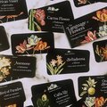 The Language of Flowers: Loving Support from the Wisdom of Nature Rockpool Mini Cards