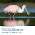 Audubon Birds Page-A-Day(r) Calendar 2025: The World's Favorite Bird Calendar