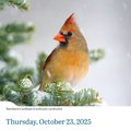 Audubon Birds Page-A-Day(r) Calendar 2025: The World's Favorite Bird Calendar