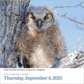 Audubon Birds Page-A-Day(r) Calendar 2025: The World's Favorite Bird Calendar