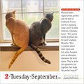 365 Cats Page-A-Day(r) Calendar 2025: The World's Favorite Cat Calendar