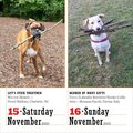 365 dogs page-a-day(r) calendar 2025: the world's favorite dog calendar
