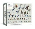 Sibley Backyard Birding Puzzle: 1000-Piece Jigsaw Puzzle with Portraits of Favorite North American Birds Jigsaw Puzzles for Adults