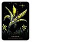 Flowers of the Night Oracle ( Rockpool Oracle Card )