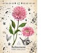 Green Witch Oracle Cards: Discover Real Secrets of Natural Magick