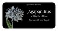 The Language of Flowers: Loving Support from the Wisdom of Nature Rockpool Mini Cards