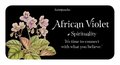 The Language of Flowers: Loving Support from the Wisdom of Nature Rockpool Mini Cards
