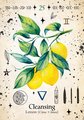 Green Witch Oracle Cards: Discover Real Secrets of Botanical Magick