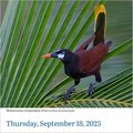 Audubon Birds Page-A-Day(r) Calendar 2025: The World's Favorite Bird Calendar