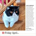 365 Cats Page-A-Day(r) Calendar 2025: The World's Favorite Cat Calendar