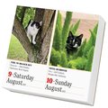 365 Cats Page-A-Day(r) Calendar 2025: The World's Favorite Cat Calendar