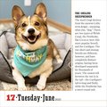 365 dogs page-a-day(r) calendar 2025: the world's favorite dog calendar