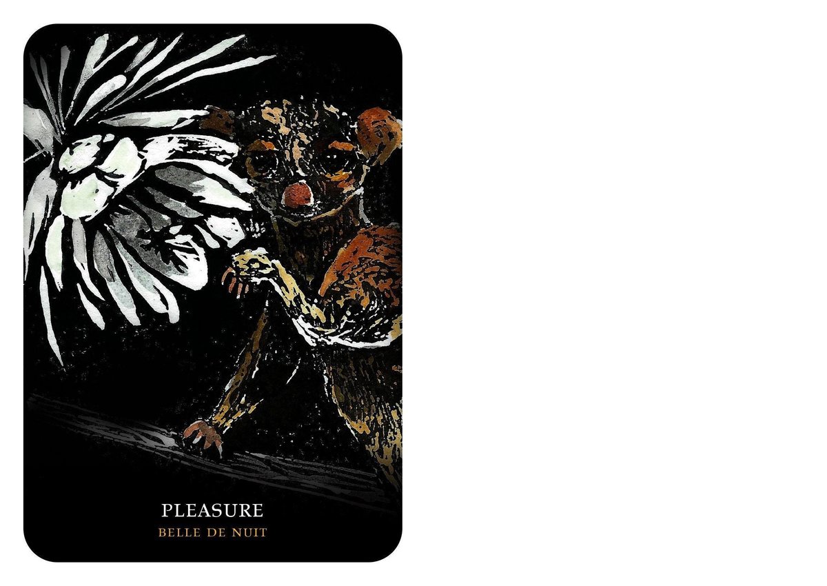 Flowers of the Night Oracle ( Rockpool Oracle Card )