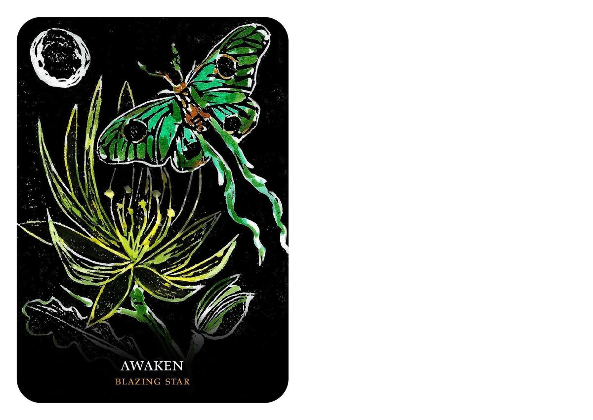Flowers of the Night Oracle ( Rockpool Oracle Card )
