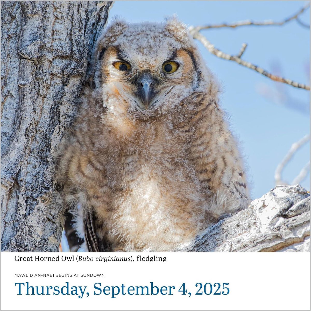 Audubon Birds Page-A-Day(r) Calendar 2025: The World's Favorite Bird Calendar