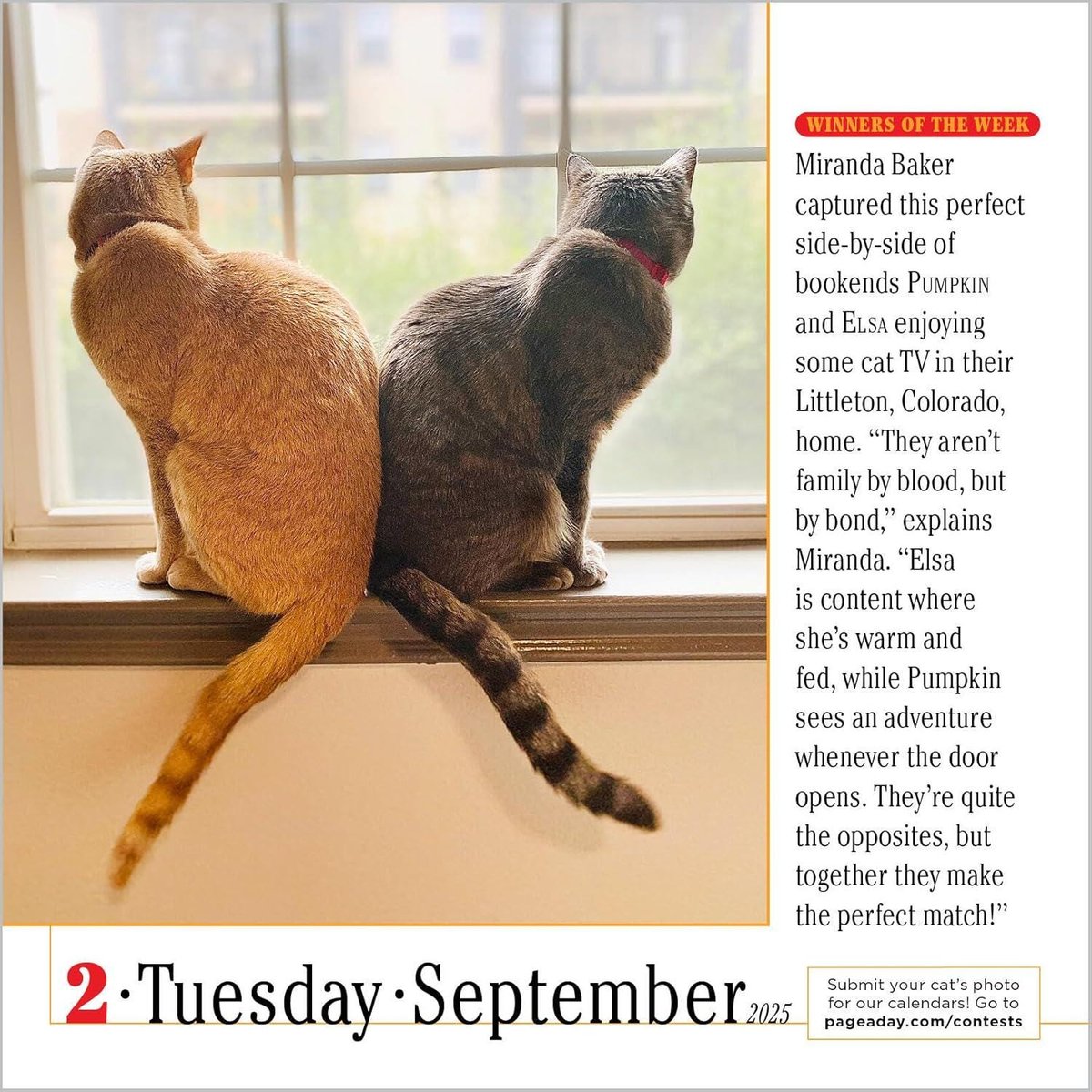 365 Cats Page-A-Day(r) Calendar 2025: The World's Favorite Cat Calendar