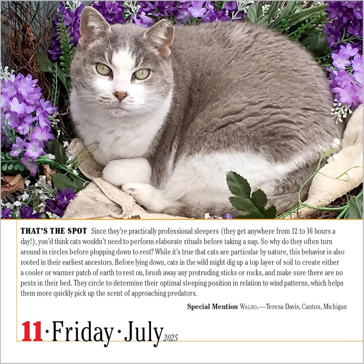 365 Cats Page-A-Day(r) Calendar 2025: The World's Favorite Cat Calendar