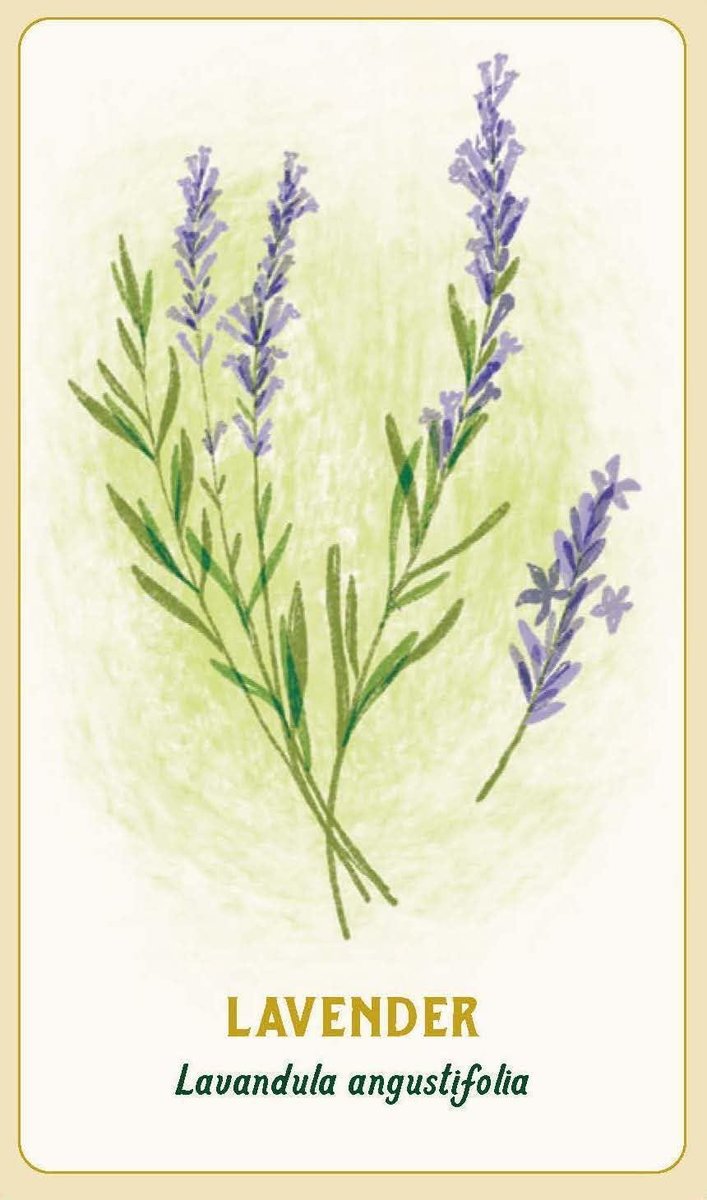 Forest Magic Oracle: A Deck and Guidebook for Green Witches