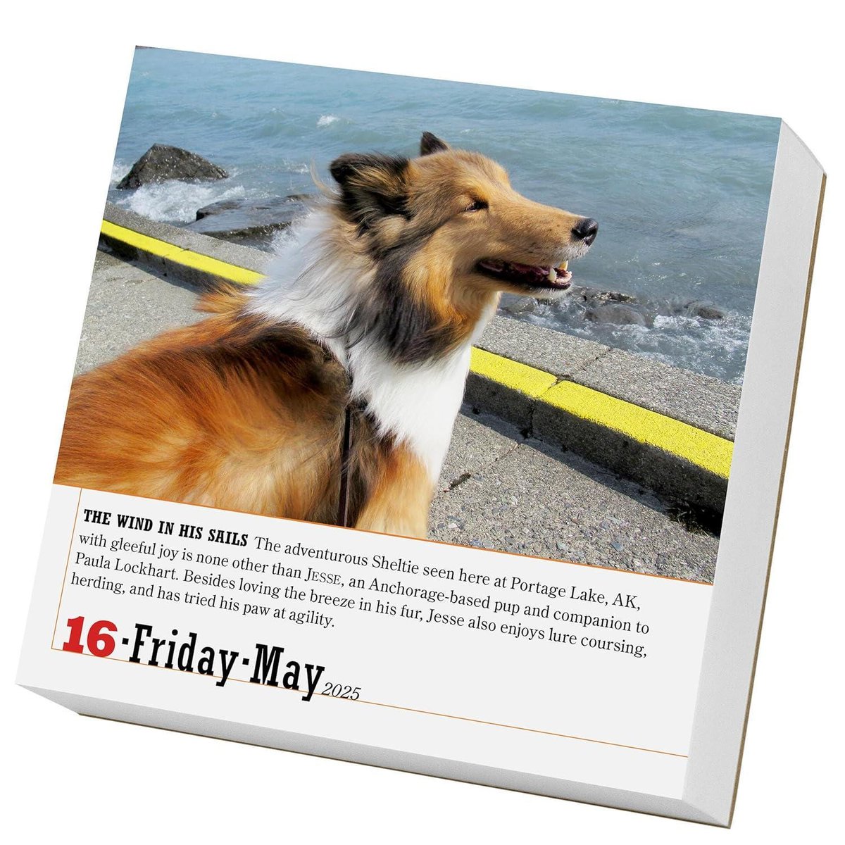 365 dogs page-a-day(r) calendar 2025: the world's favorite dog calendar