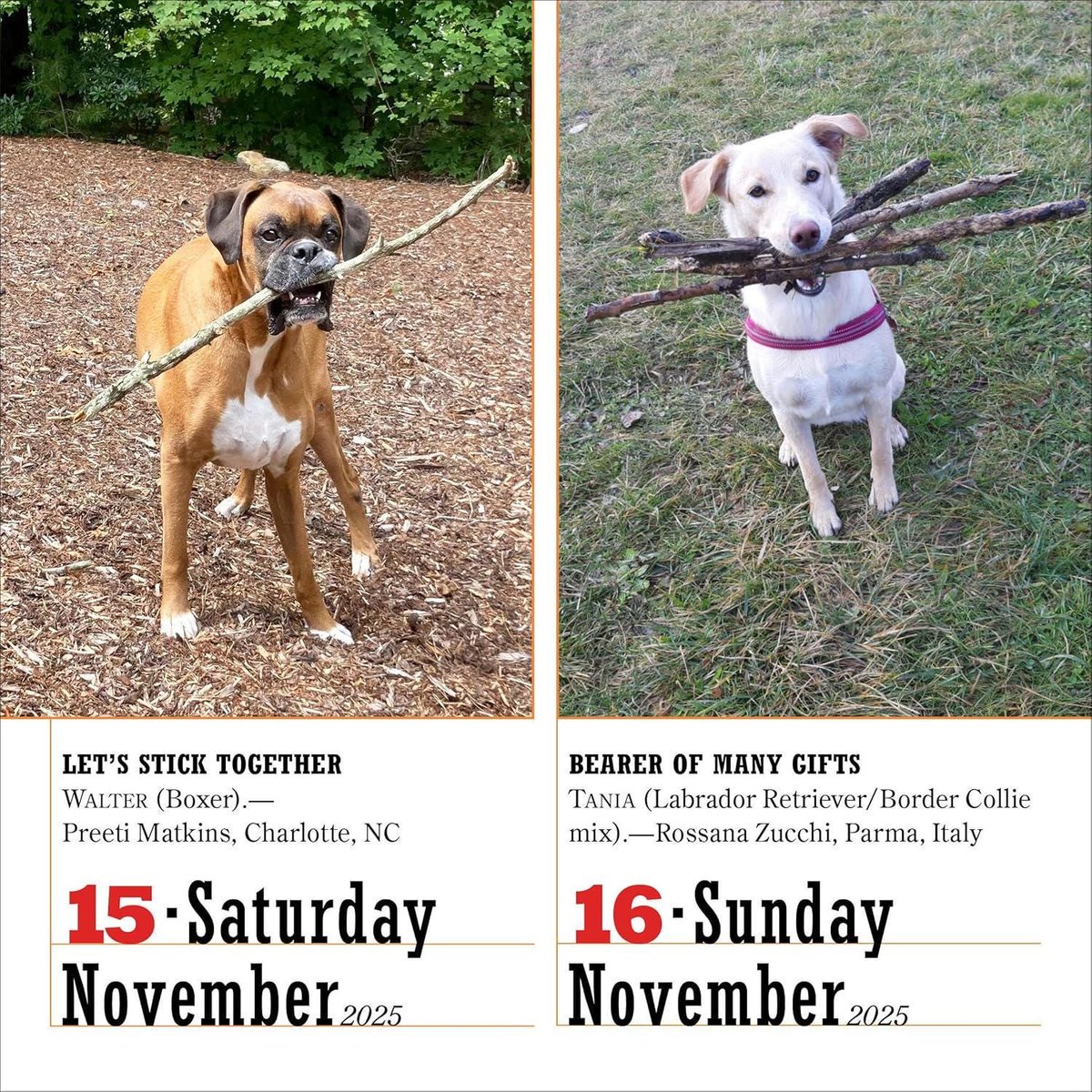 365 dogs page-a-day(r) calendar 2025: the world's favorite dog calendar