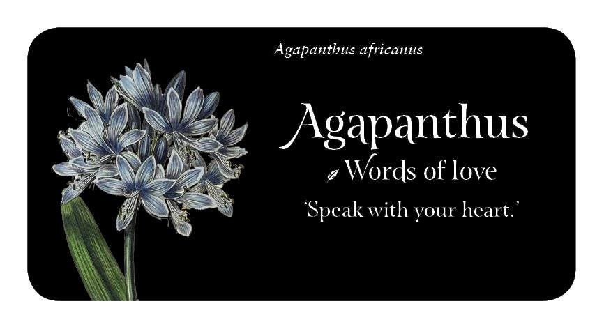 The Language of Flowers: Loving Support from the Wisdom of Nature Rockpool Mini Cards