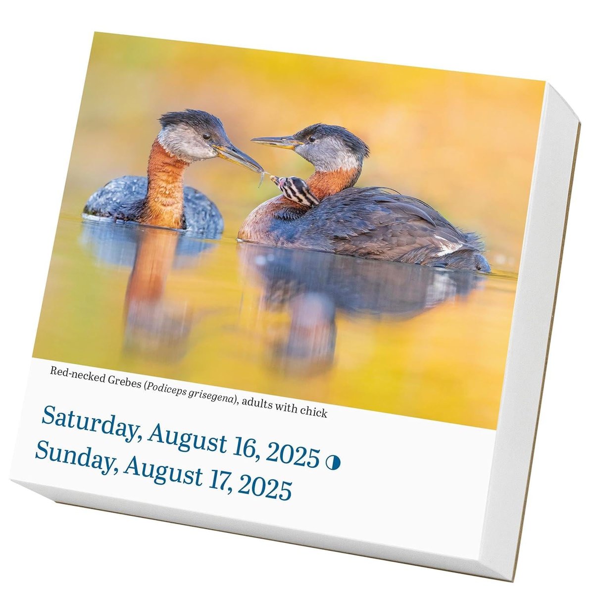 Audubon Birds Page-A-Day(r) Calendar 2025: The World's Favorite Bird Calendar