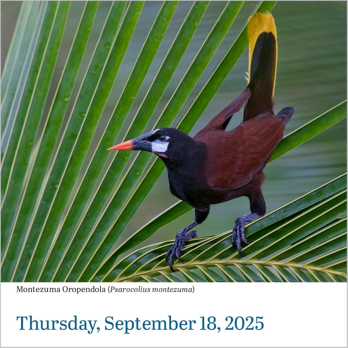 Audubon Birds Page-A-Day(r) Calendar 2025: The World's Favorite Bird Calendar