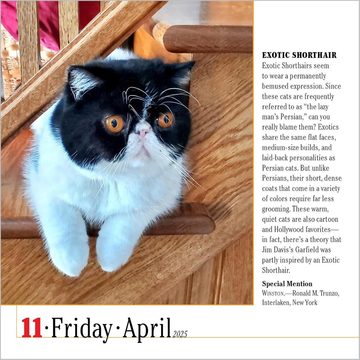 365 Cats Page-A-Day(r) Calendar 2025: The World's Favorite Cat Calendar