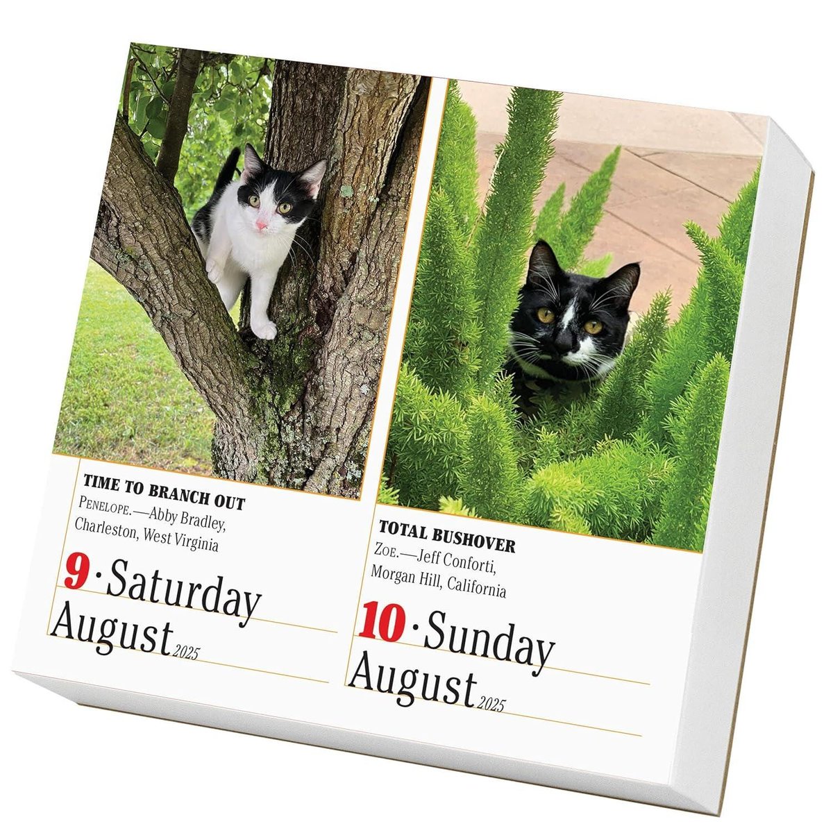 365 Cats Page-A-Day(r) Calendar 2025: The World's Favorite Cat Calendar