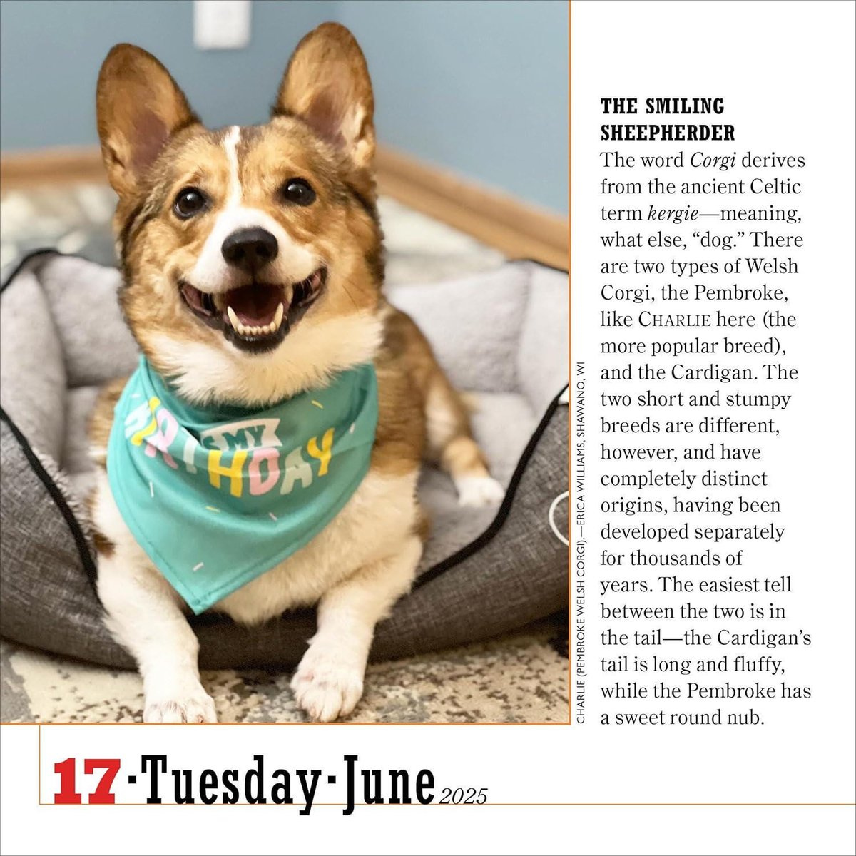 365 dogs page-a-day(r) calendar 2025: the world's favorite dog calendar