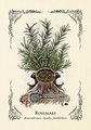 The Green Witch's Oracle Deck: Embrace the Wisdom and Insight of Natural Magic (Green Witch Witchcraft)