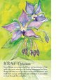 Soulflower Plant Spirit Oracle: 44-Card Deck and Guidebook